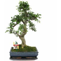 Bonsai Chinesische Ulme - Ulmus parviflora - ca. 12-15 Jahre von EXOTENHERZ