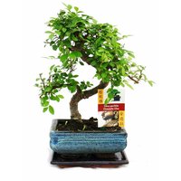 Exotenherz - Bonsai Chinesische Ulme - Ulmus parviflora - ca. 6 Jahre von EXOTENHERZ