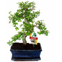 Exotenherz - Bonsai Chinesische Ulme - Ulmus parviflora - ca. 8 Jahre von EXOTENHERZ