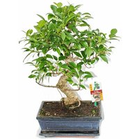 Bonsai Chinesischer Feigenbaum - Ficus retusa - ca. 10 Jahre von EXOTENHERZ