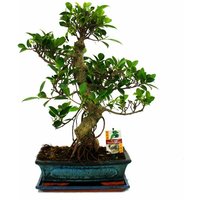 Bonsai Chinesischer Feigenbaum - Ficus retusa - ca. 12-15 Jahre von EXOTENHERZ
