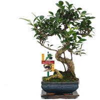 Exotenherz - Bonsai Chinesischer Feigenbaum - Ficus retusa - ca. 6 Jahre von EXOTENHERZ