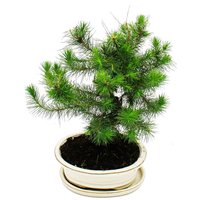 Bonsai - Pinus halepensis - Aleppo-Kiefer - ca. 9 Jahre alt von EXOTENHERZ