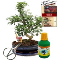 Bonsai - Szechuan-Pfeffer - Zanthoxyllum - ca. 10 Jahre - 25cm Schale - Geschenk-Set mit Schere und Dünger von EXOTENHERZ