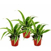 Exotenherz - Chlorophytum Mini, 3er Set, Grünlilie von EXOTENHERZ