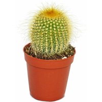 Eriocactus leninghausii - kleine Pflanze im 5,5cm Topf von EXOTENHERZ