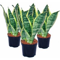 3er Set Sansevieria trifasciata - gelb-grüner Bogenhanf - 9cm Topf von EXOTENHERZ