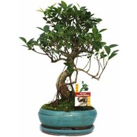 Exotenherz - Bonsai Chinesischer Feigenbaum - Ficus retusa - ca. 8 Jahre von EXOTENHERZ