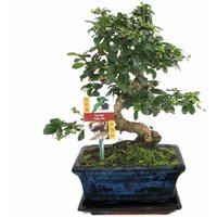 Exotenherz - Bonsai Fukientee - Carmona microphylla - ca. 8 Jahre von EXOTENHERZ