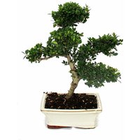 Exotenherz - Bonsai Ilex crenata - Japanische Stechpalme ca. 6 Jahre von EXOTENHERZ