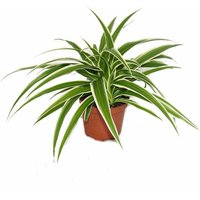 Exotenherz - Chlorophytum - Grünlilie - Brautschleppe - 9cm Topf - Zimmerpflanze von EXOTENHERZ