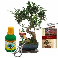 Exotenherz - Geschenkset Bonsai Ficus - Chinesischer Feigenbaum - ca. 6 Jahre alt - Anfänger-Set von EXOTENHERZ