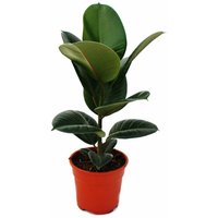 Exotenherz - Gummibaum-Duo - 2er Set mit 2 versch. Ficus elastica Pflanzen - 17cm Topf von EXOTENHERZ