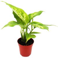Exotenherz - Mini-Pflanze - Dieffenbachia - Dieffenbachie - Ideal für kleine Schalen und Gläser - Baby-Plant im 5,5cm Topf von EXOTENHERZ
