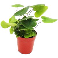 Exotenherz - Mini-Pflanze - Hemionitis arifolia - Herzfarn - Ideal für kleine Schalen und Gläser - Baby-Plant im 5,5cm Topf von EXOTENHERZ