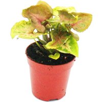 Exotenherz - Mini-Pflanze - Syngonium - Purpurtute - Ideal für kleine Schalen und Gläser - Baby-Plant im 5,5cm Topf von EXOTENHERZ