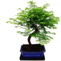 Outdoor-Bonsai Metasequoia glyptostroboides - Urwelt-Mmutbaum - 23cm Schale von EXOTENHERZ