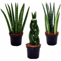 Exotenherz - Sansevieria cylindrica - Pfiffiges 3er Set im 9cm Topf - Bogenhanf, Schwiegermutterzunge von EXOTENHERZ