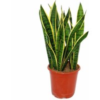 Exotenherz - Sansevieria trifasciata - 19cm Topf - Gesamthöhe 55-65cm hoch von EXOTENHERZ