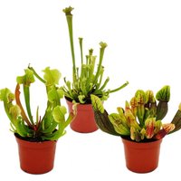 Exotenherz - Schlauchpflanzen-Trio - 3 verschiedene Sarracenia-Pflanzen im Set - Fleischfressende Pflanzen - 9cm Topf von EXOTENHERZ