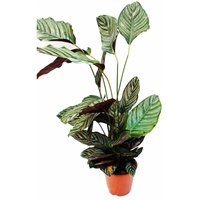 Exotenherz - XXL-Schattenpflanze mit ausgefallenem Blattmuster - Calathea ornata - 19cm Topf - ca. 70-90cm hoch von EXOTENHERZ