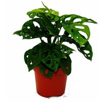 Exotenherz - Fensterblatt - Monstera Monkey Mask - 12cm Topf von EXOTENHERZ