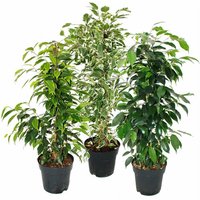 Exotenherz - Ficus benjamini - 3er Set - Anastasia - Twighlight - Danielle im 17cm Topf von EXOTENHERZ