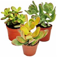 Exotenherz - Geldbaum-Set, 3 verschiedene Crassula-Arten im 12cm Topf von EXOTENHERZ