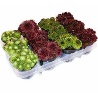 Exotenherz - Hauswurz - Set aus 12 verschiedenen Sempervivum-Sorten von EXOTENHERZ