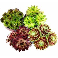 Exotenherz - Hauswurz - Set aus 4 verschiedenen Sempervivum-Sorten von EXOTENHERZ