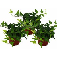 Hedera helix, 3er Set, Efeu, grünlaubig 9cm Topf von EXOTENHERZ