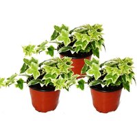 Hedera helix, 3er Set, Efeu, weißbuntes Laub, 9cm Topf von EXOTENHERZ