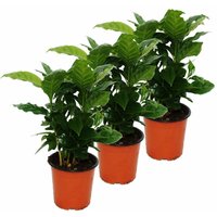 Kaffee Pflanze (Coffea arabica) 3 Pflanze - Zimmerpflanze von EXOTENHERZ