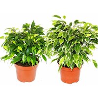 Kinky-Duo - Set mit 2 verschiedenen Buschigen Birkenfeigen - Ficus benjamini Kinky - 12cm Topf von EXOTENHERZ