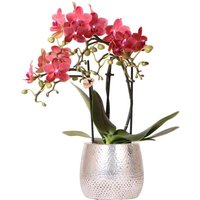 Kolibri Orchideen Rote Phalaenopsis Orchidee - Congo + Silber Elite Topf Ø9cm - 40cm hoc Kolibri Orchideen Rote Phalaenopsis Orchidee - Congo + Silber Elite Topf Ø9cm - 40cm hoc von EXOTENHERZ