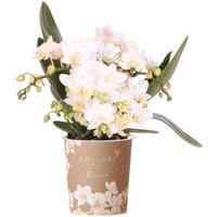 Kolibri Orchids Weiße Phalaenopsis Orchidee - Nazaré - Topfgröße 9cm Kolibri Orchids Weiße Phalaenopsis Orchidee - Nazaré - Topfgröße 9cm von EXOTENHERZ