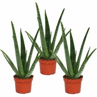 Exotenherz - 3er Set - Aloe vera - ca. 2 Jahre alt - 10,5cm Topf von EXOTENHERZ