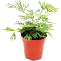 Mini-Pflanze - Actiniopteris australis - Palmwedelfarn - Ideal für kleine Schalen und Gläser - Baby-Plant im 5,5cm Topf von EXOTENHERZ