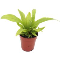 Exotenherz - Mini-Pflanze - Asplenium antiquum - Nestfarn - Ideal für kleine Schalen und Gläser - Baby-Plant im 5,5cm Topf von EXOTENHERZ