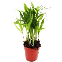 Exotenherz - Mini-Pflanze - Chamaedorea elegans - Bergpalme - Ideal für kleine Schalen und Gläser - Baby-Plant im 5,5cm Topf von EXOTENHERZ