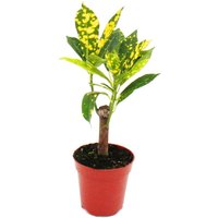 Exotenherz - Mini-Pflanze - Croton - Codiaeum - Wunderstrauch - Ideal für kleine Schalen und Gläser - Baby-Plant im 5,5cm Topf von EXOTENHERZ