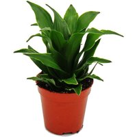 Exotenherz - Mini-Pflanze - Dracaena compacta - Drachenbaum - Ideal für kleine Schalen und Gläser - Baby-Plant im 5,5cm Topf von EXOTENHERZ