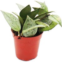 Exotenherz - Mini-Pflanze - Hoya krohniana - Porzellanblume - Ideal für kleine Schalen und Gläser - Baby-Plant im 5,5cm Topf von EXOTENHERZ