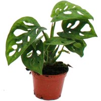 Mini-Pflanze - Monstera Monkey Mask - Fensterblatt - Ideal für kleine Schalen und Gläser - Baby-Plant im 5,5cm Topf von EXOTENHERZ