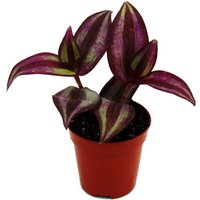 Mini-Pflanze - Tradescantia Purple - Dreimasterblume - Wasserhexe - Ideal für kleine Schalen und Gläser - Baby-Plant im 5,5cm Topf von EXOTENHERZ