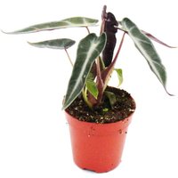 Mini-Pflanze - Alocasia - Pfeilblatt - Ideal für kleine Schalen und Gläser - Baby-Plant im 5,5cm Topf von EXOTENHERZ