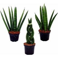 Sansevieria cylindrica - Pfiffiges 3er Set im 6,5cm Topf - Bogenhanf, Schwiegermutterzunge von EXOTENHERZ