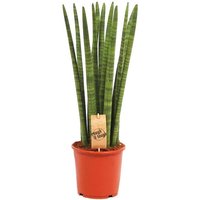 Exotenherz - Sansevieria cylindrica - Solitär-Pflanze - 19cm Topf von EXOTENHERZ