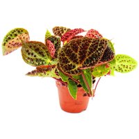 Wilde Begonie - Begonia ferox - spektakuläre Blattpflanze - Rarität - 12cm Topf von EXOTENHERZ