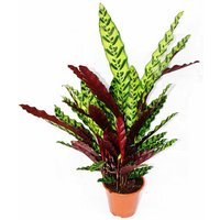 Exotenherz - XXL-Schattenpflanze mit ausgefallenem Blattmuster - Calathea lancifolia - 17cm Topf - ca. 60-70cm hoch von EXOTENHERZ